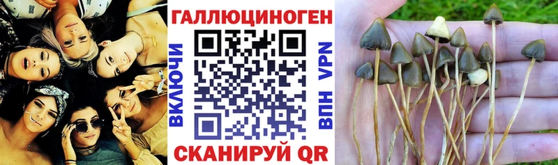 Псилоцибиновые грибы Psilocybine cubensis  Озёрск 